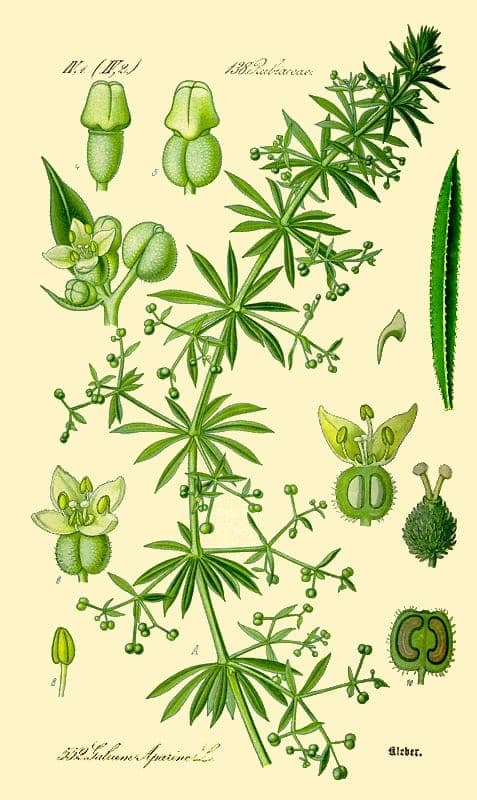 Plante de gaillet gratteron avec tiges vertes et petites fleurs blanches, grimpant sur une clôture en bois