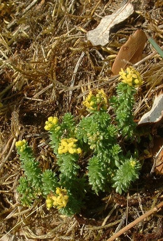 Galium arenarium met fijne witte bloemen