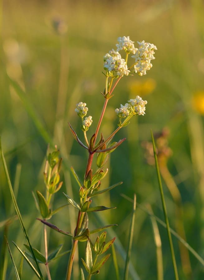 Gaillet boréal en fleurs dans un sous-bois clair, en milieu naturel