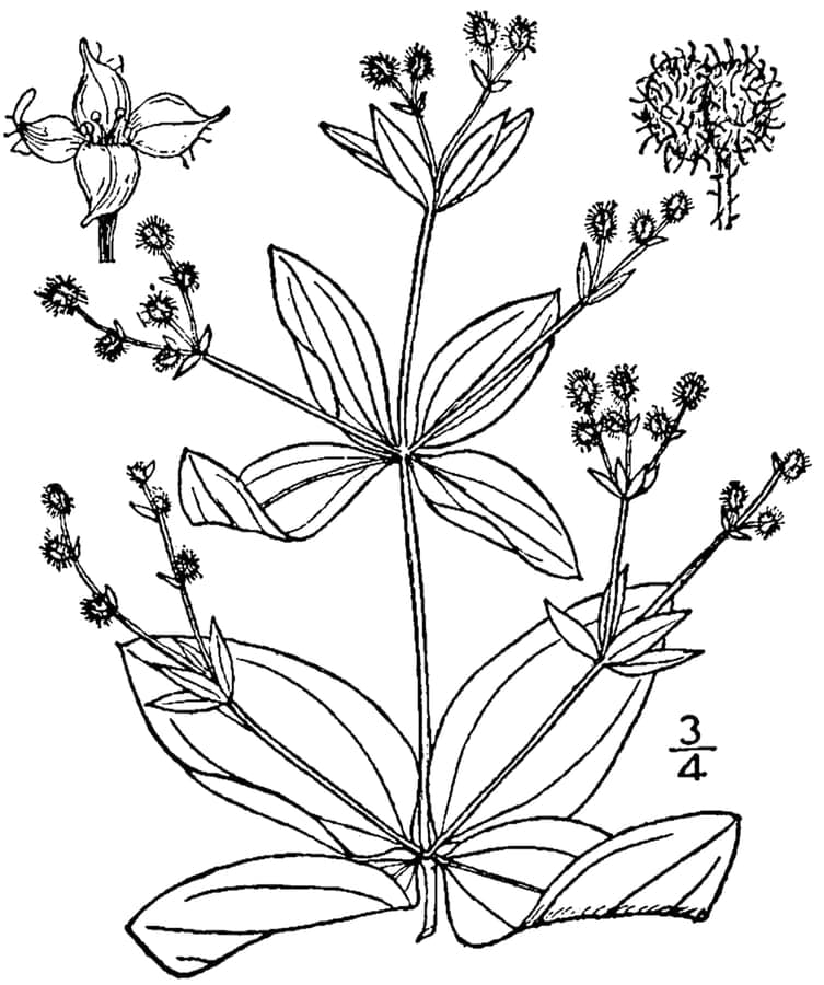 Galium circaezans with whorled leaves in a shaded woodland setting
