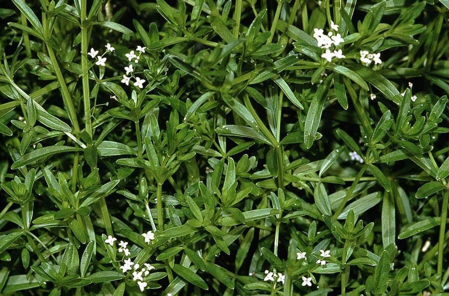 Galium elongatum aux fleurs blanches le long des rives