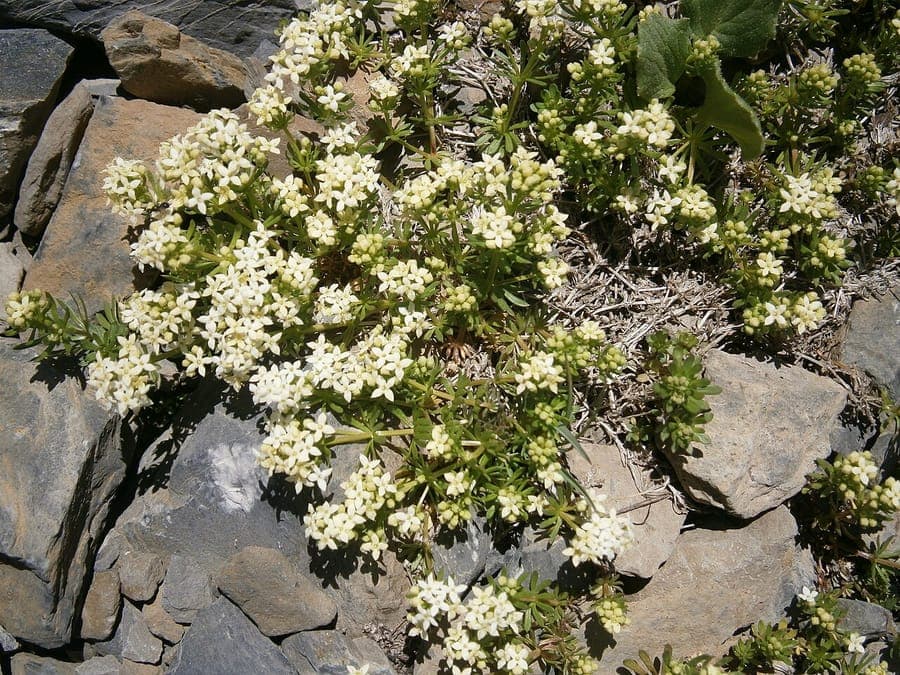 Galium megalospermum with white flowers and notably large seeds growing in an alpine meadow in the Alps