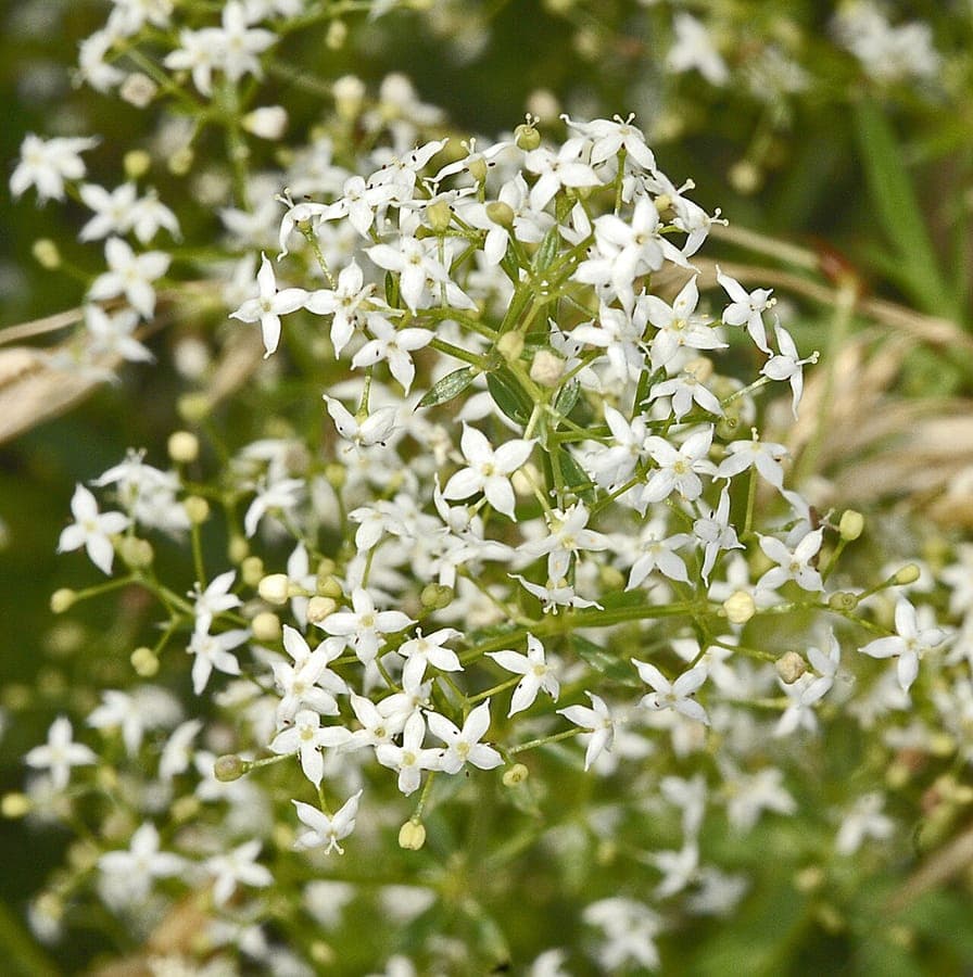 Gemeines Labkraut in voller Blüte auf einer sonnigen Wiese, umgeben von nützlichen Insekten
