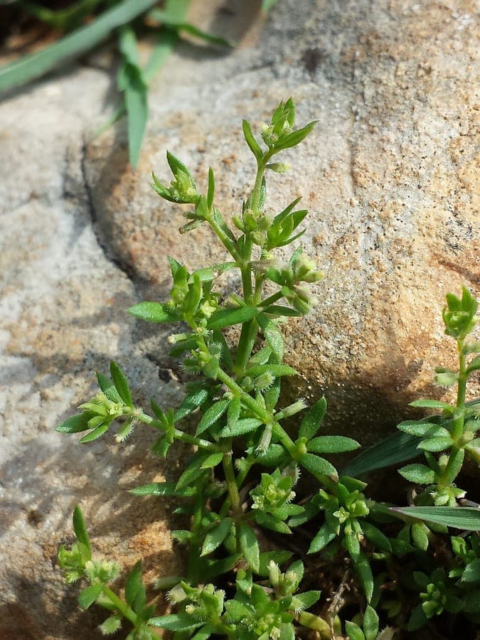 Bloeiende straatwalstro, Galium murale