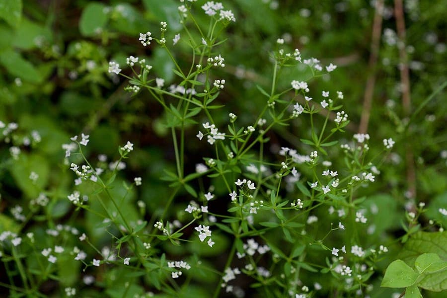 Galium obtusum avec de petites fleurs blanches au bord de l'eau