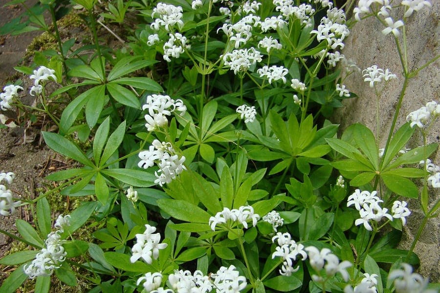 Woodruff in full bloom under deciduous trees, showing delicate white star-shaped flowers and fresh green foliage