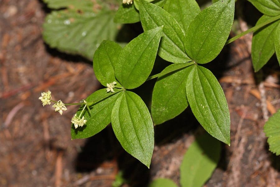 Galium oreganum met fijne bladkransen in een licht beschaduwde bosomgeving