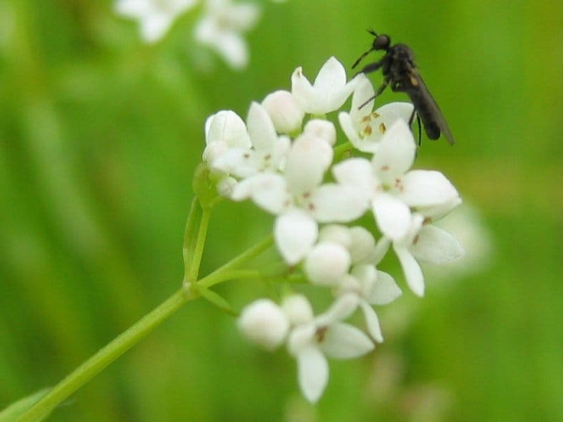 Moeraswalstro in volle bloei op een vochtige plek in de tuin, met fijne stengels en kleine witte bloemen.