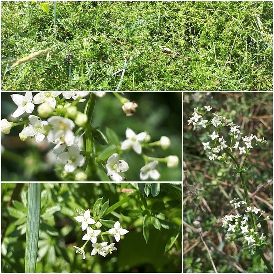 Wall bedstraw (Galium parisiense) with small white flowers