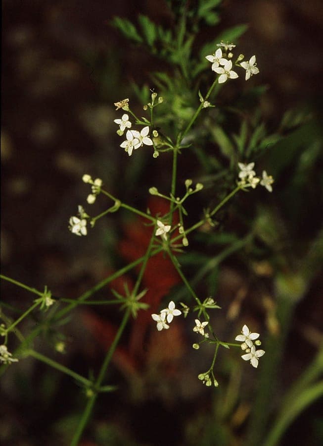 Heide-Labkraut in voller Blüte auf einer sonnigen Wiese mit feinen grünen Stängeln und zarten Blättern