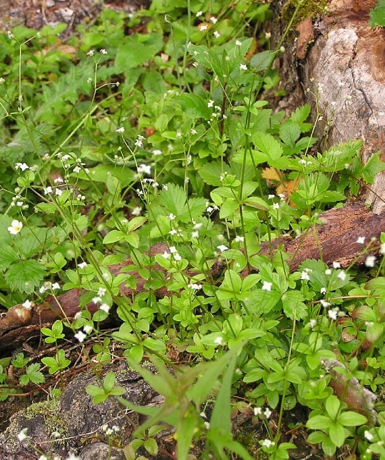 Galium rotundifolium white flowers with round leaves