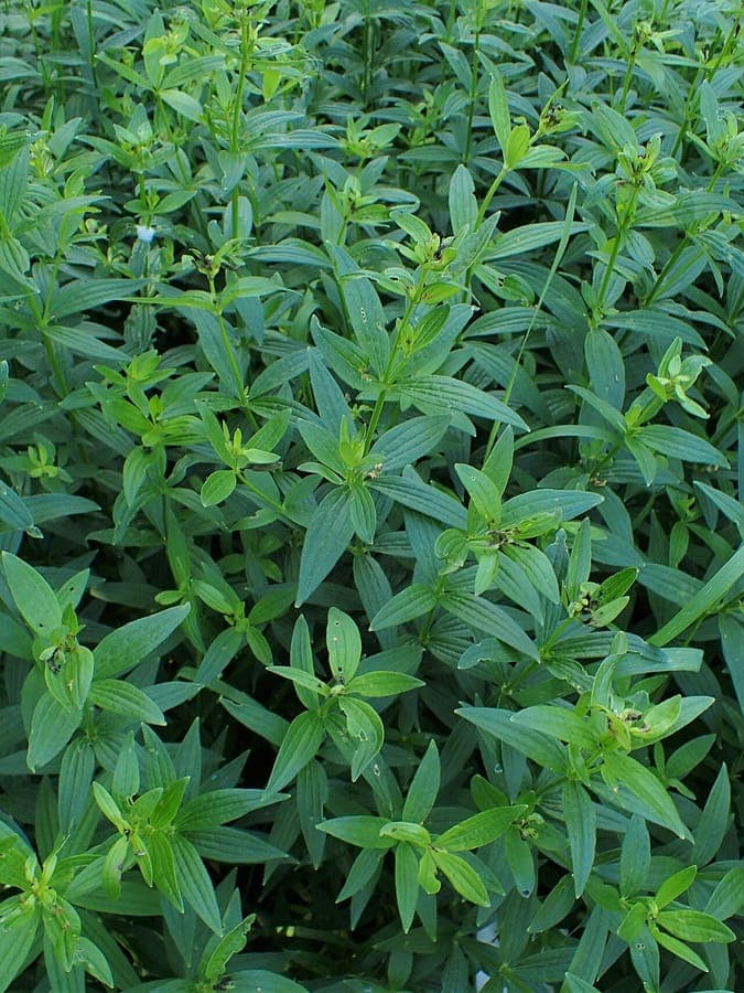 Galium rubioides mit kleinen weissen Bluten und feinem Laubwerk