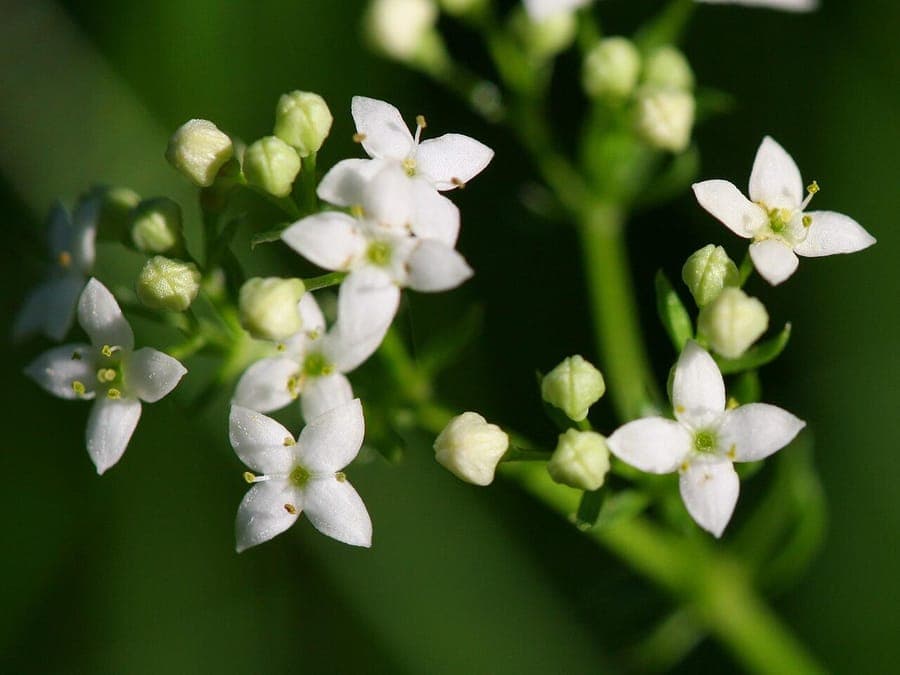 Heath bedstraw in full bloom on a sandy, heath-like setting with fine foliage and small white star-shaped flowers