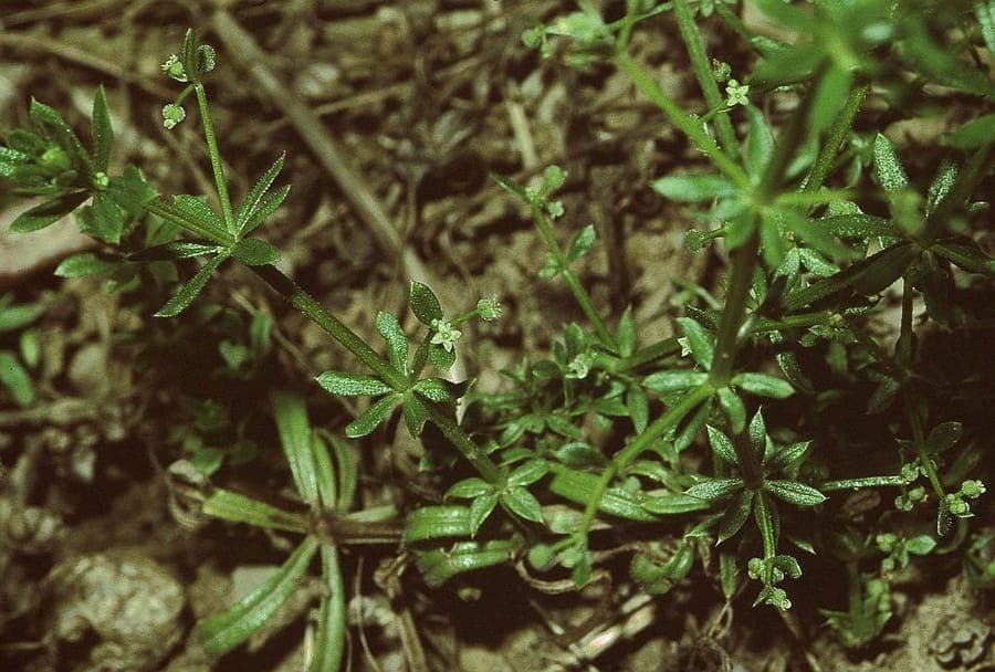 Falsches Kletten-Labkraut in voller Blüte auf einem halbschattigen Platz in einem naturnahen Garten.