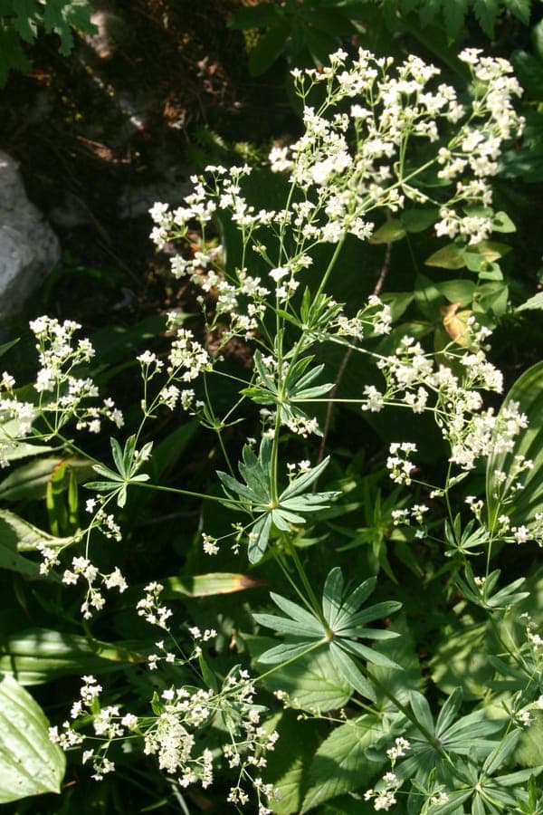 Galium sylvaticum in full bloom under trees in a moist woodland edge