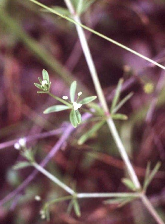 Galium trifidum small bedstraw white flowers