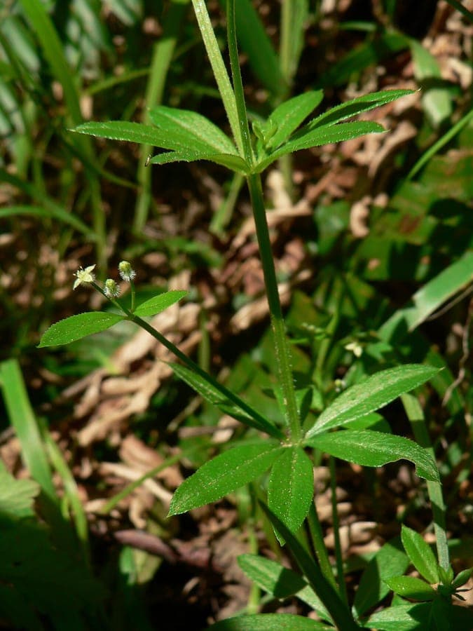 Galium triflorum duftend Laub und weisse Blüten