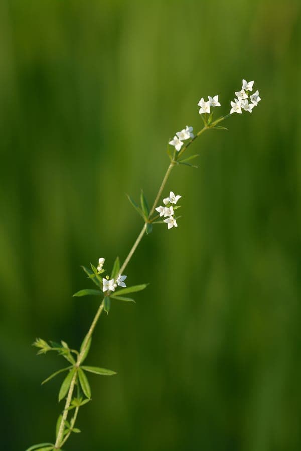 Moor-Labkraut in feuchten Wiesen mit kleinen gelblichen Blüten