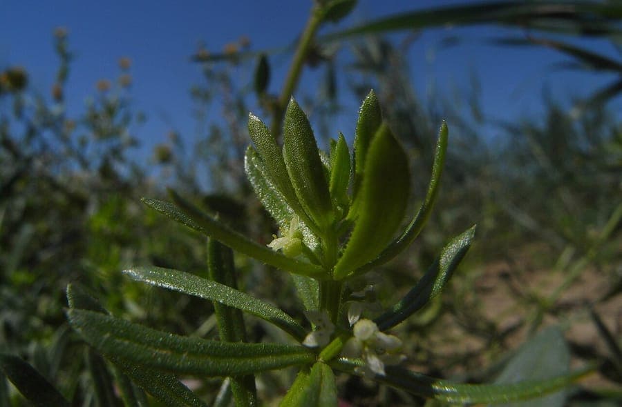 Galium verrucosum knobbelig walstro met witte bloemen