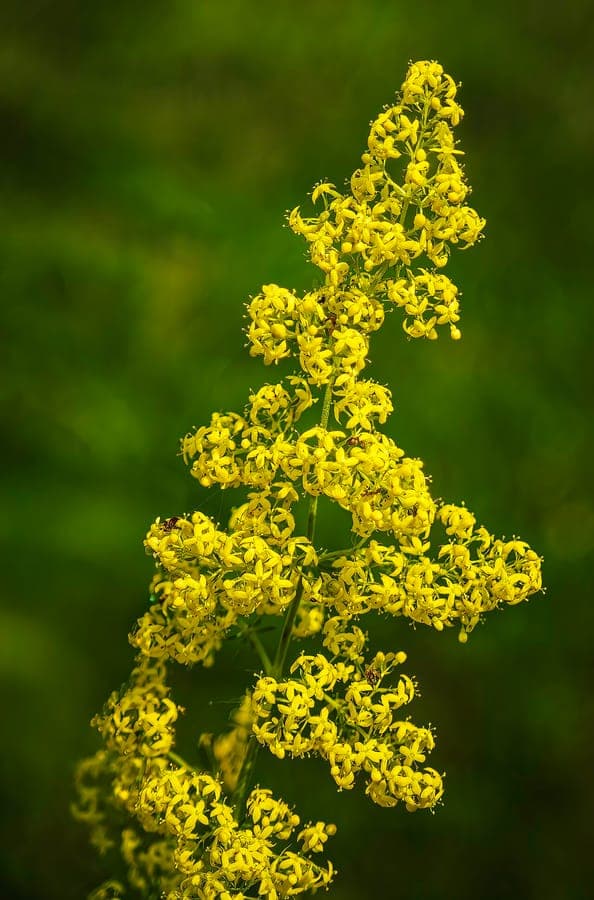 Clumps of bright yellow flowers of yellow bedstraw in a sunny meadow setting