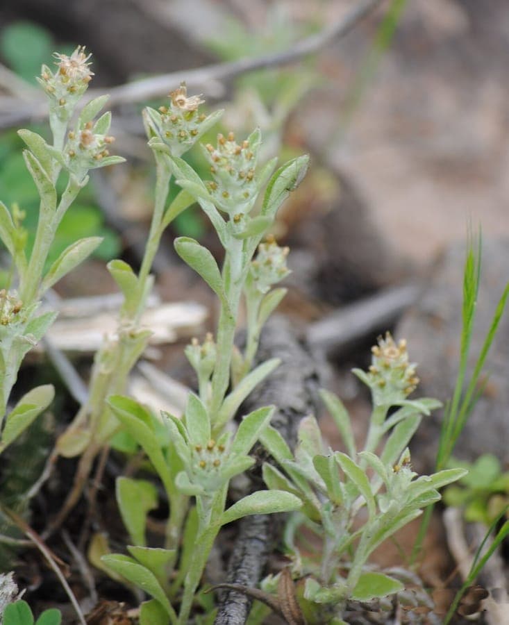 Gray-purple tiny flowers of Gamochaeta pensylvanica