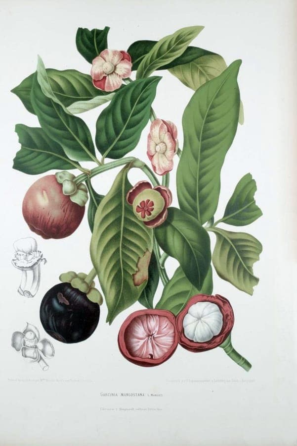 Mangostanbaum mit dunkelvioletten reifen Fruchten in einem tropischen Gewachshaus