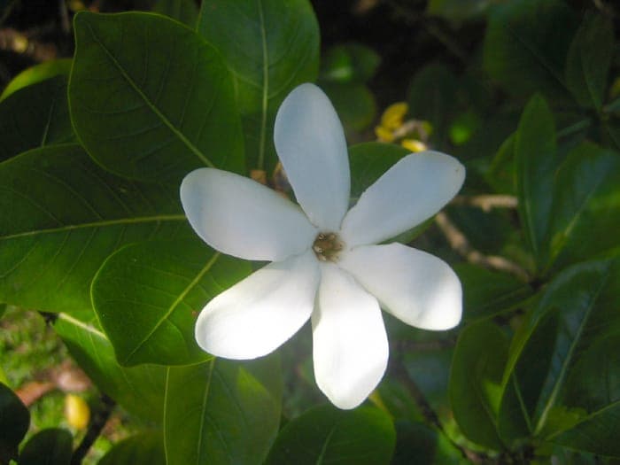 Gardenia taitensis met witte bloemen
