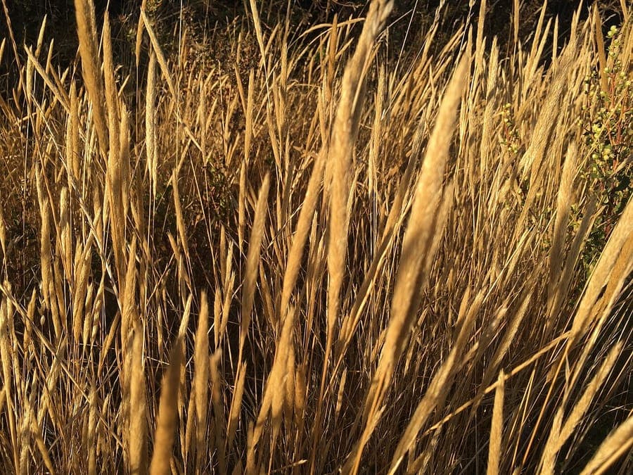 Gastridium phleoides with slender cylindrical flower spikes in full sun