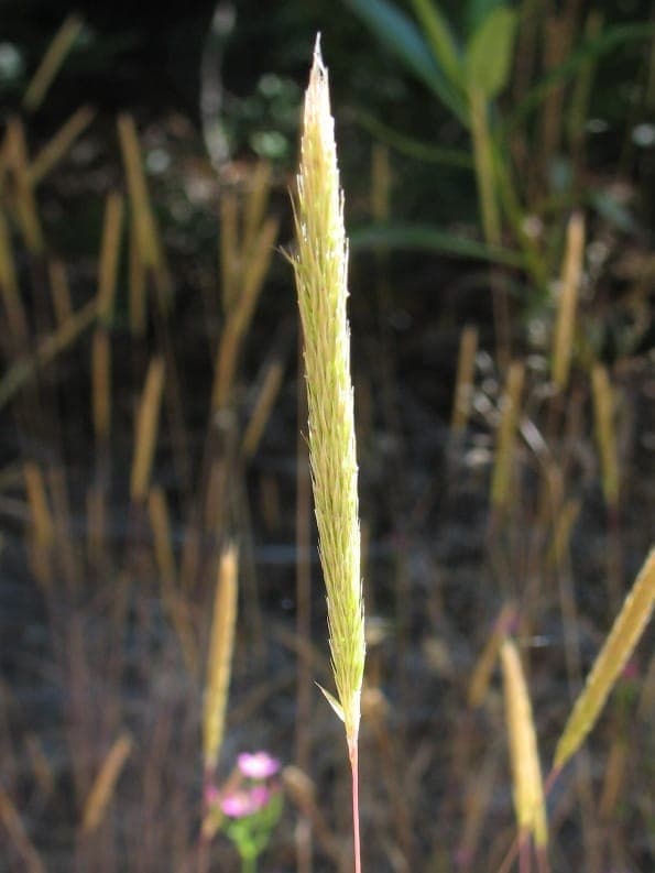 Gastridium ventricosum fine grass structure