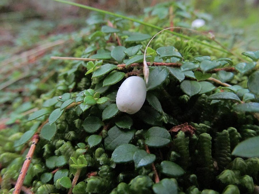 Gaultheria hispidula met kleine witte vruchten op mossige bosbodem