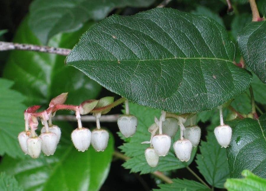 Gaultheria shallon avec feuillage vert brillant, fleurs blanches et baies foncées