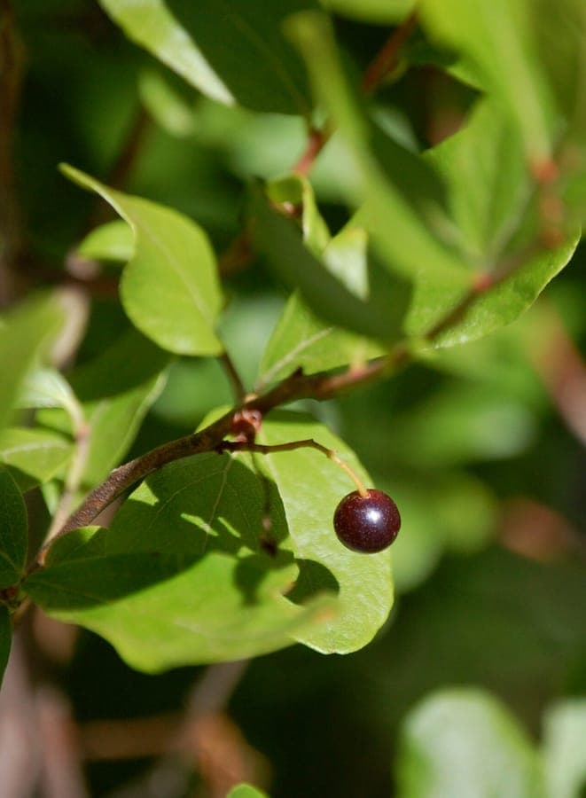 Gaylussacia baccata shrub with black berries and autumn colour