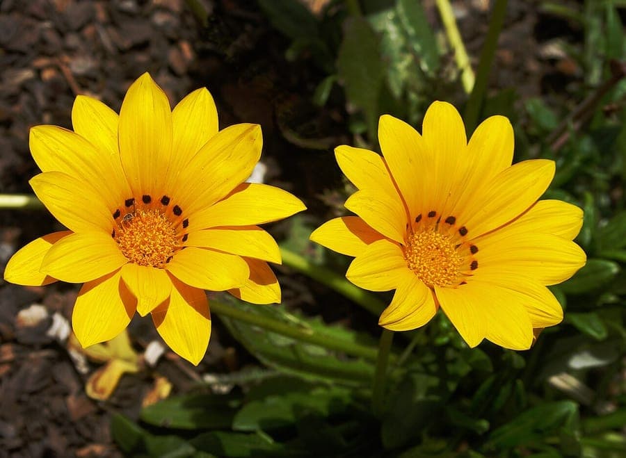 Middaggoud in volle bloei op een zonnige plek in de tuin, met felgele en oranje bloemen