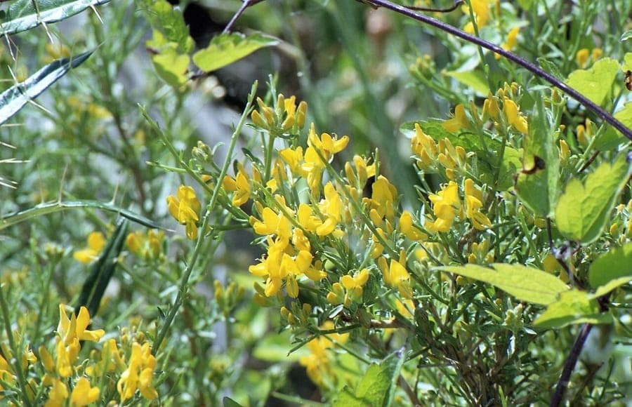 Genista corsica showing bright yellow flowers against rocky ground