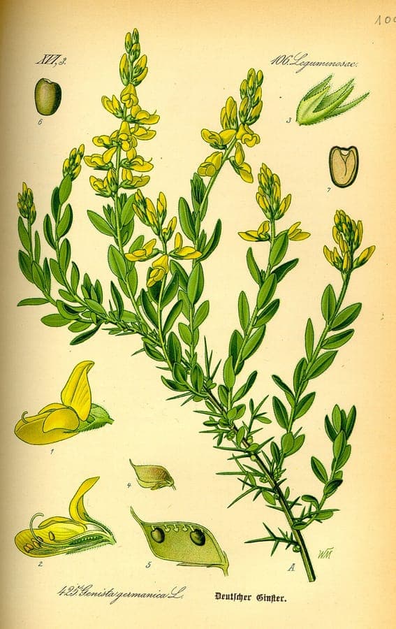 German greenweed in full bloom on a dry, sunny bank