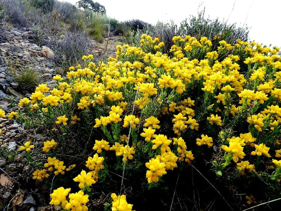 Spanish broom in full golden yellow bloom