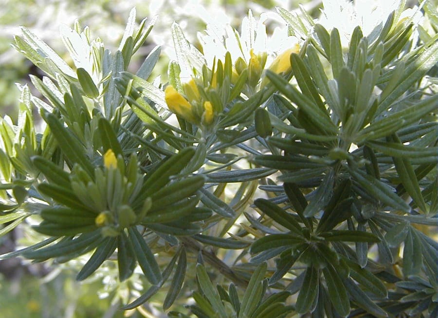 Golden-yellow flowers of Genista linifolia