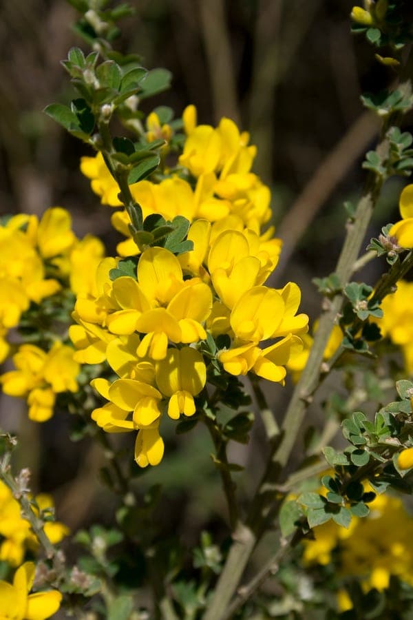 Genista monspessulana Montpellier broom with yellow flowers and green foliage