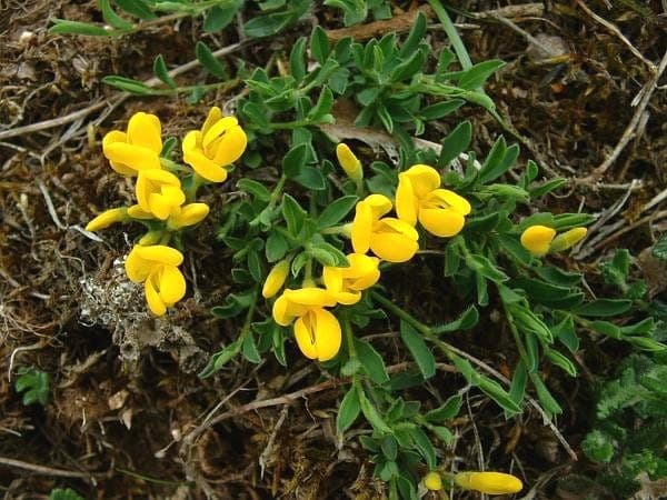 Genêt velu en pleine floraison sur une pente sèche et ensoleillée