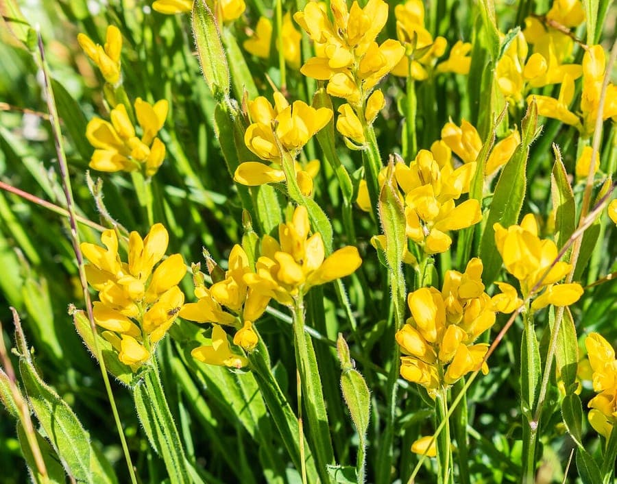 Pijlbrem in volle bloei op een zonnige helling met gouden bloemen en fijne bladeren