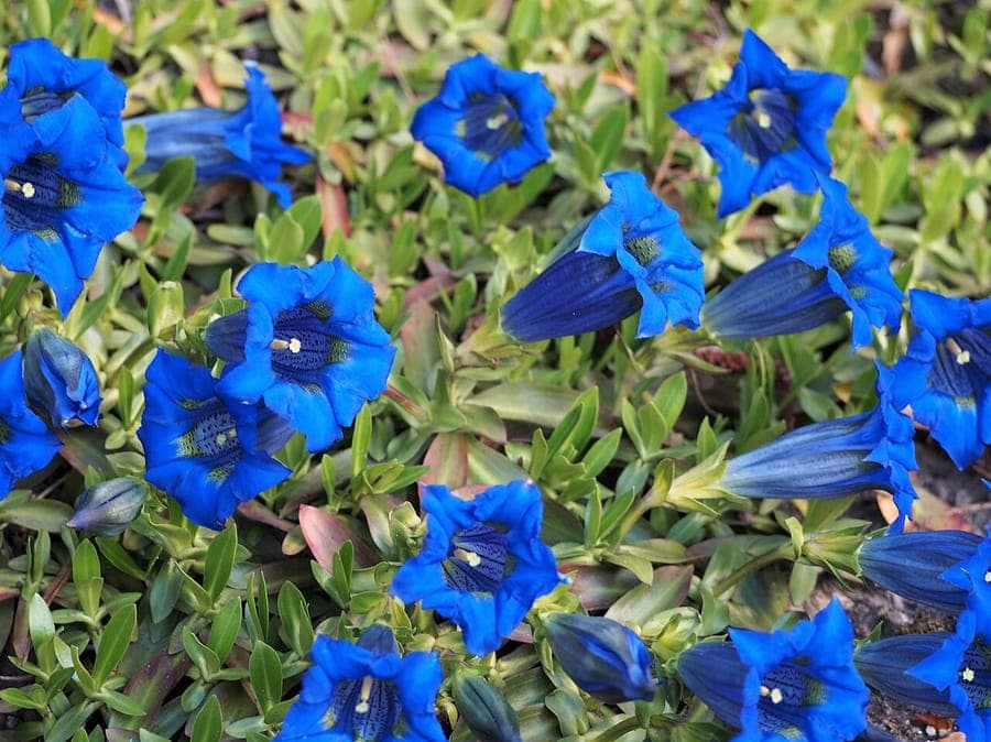 Stengelloze gentiaan (Gentiana acaulis) met grote blauwe trompetbloemen