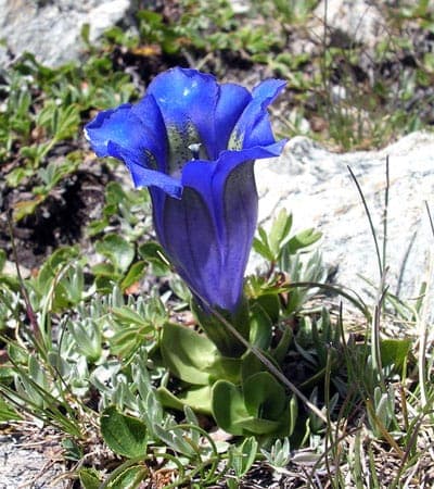 Alpengentiaan met diepe blauwe bloemen in rotstuinomgeving