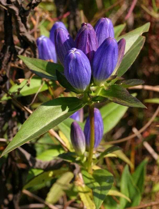 Bottle gentian with deep blue-purple closed flowers in autumn