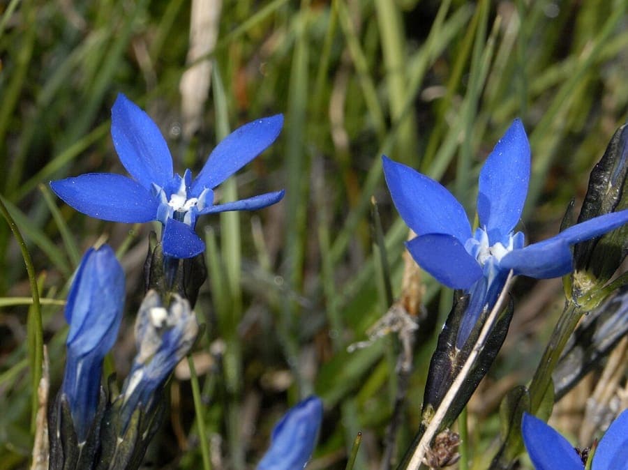 Gentiana bavarica blue flowers