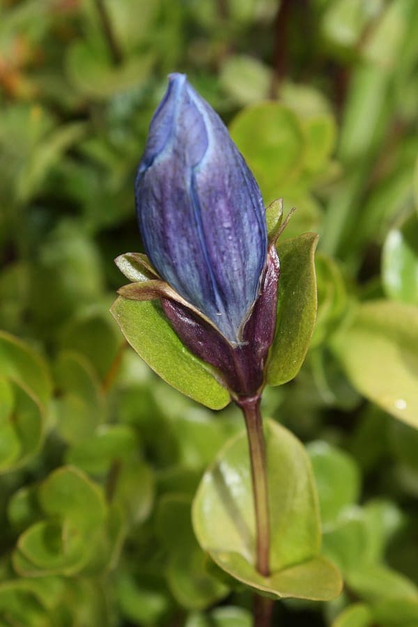Gentiana calycosa avec ses fleurs en trompette bleu profond dans une prairie de montagne