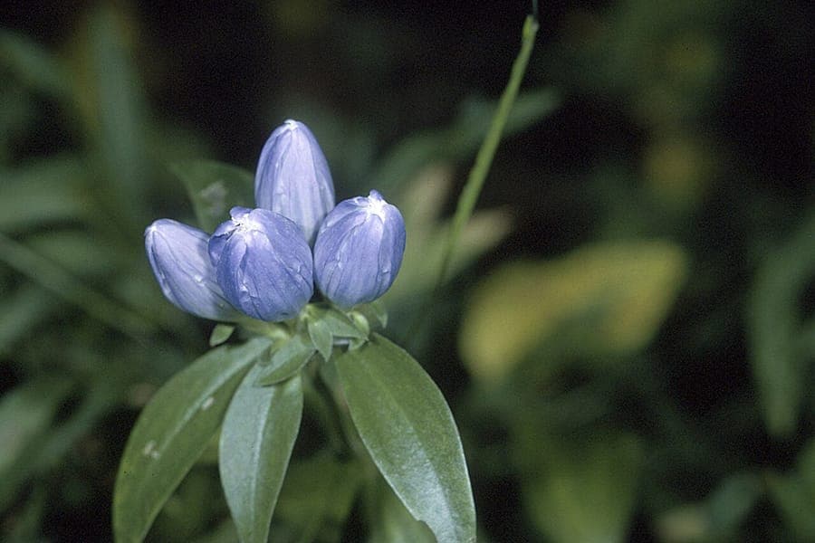 Gentiana clausa mit tiefvioletten geschlossenen Flaschenblüten an einem naturnahen Waldrand