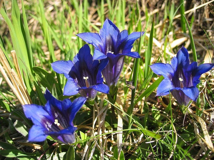 Gentiana clusii with deep blue flowers on alpine meadow