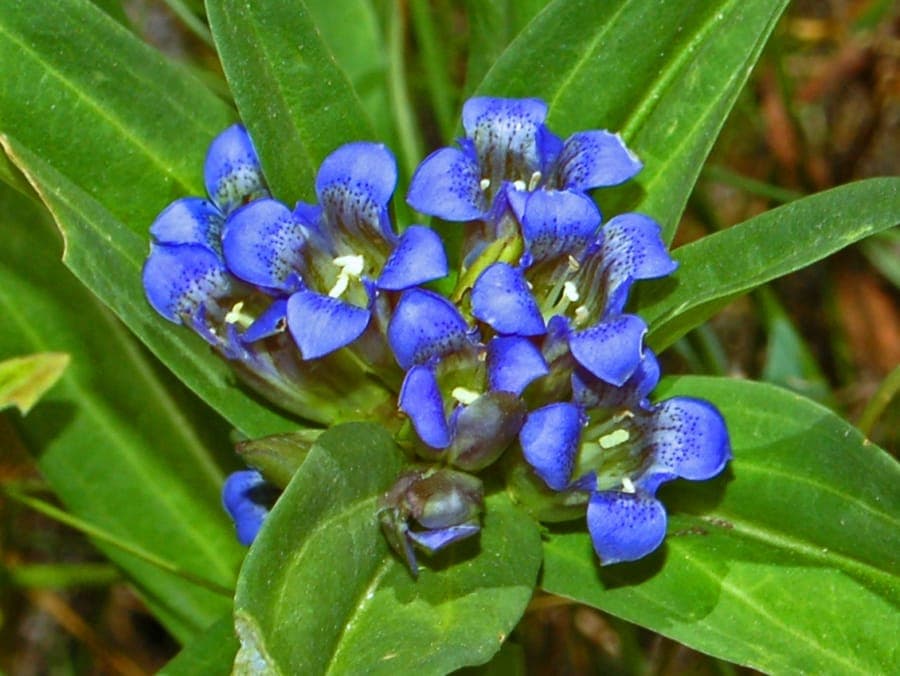Kreuzenzian (Gentiana cruciata) mit blauen Blüten in Kreuzenanordnung