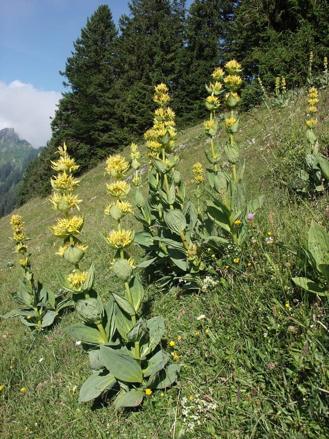 Great yellow gentian in full bloom on a rocky, sunny slope