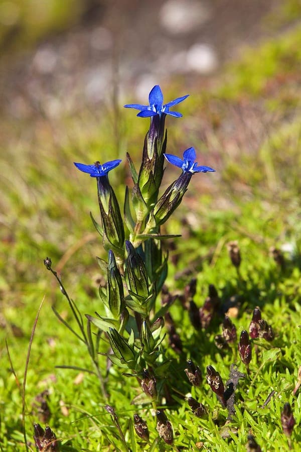 Alpine gentian with vivid blue flowers in a sunny, rocky garden setting